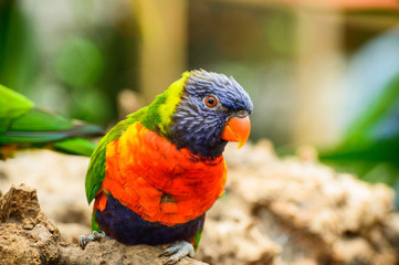 The colorful mountain lorikeet parrot sits on a stone and watches.