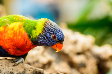 The colorful mountain lorikeet parrot sits on a stone and watches.