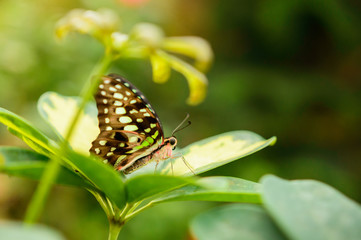 Siproeta stelenes, A small butterfly with colorful wings sits on a green leaf.
