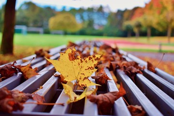 A leaf an a bench with colorful trees in the background. the leafes on the bench are brown due to autumn