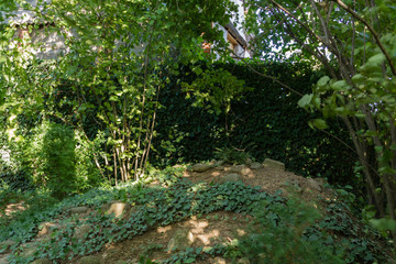 Wall of green leaves from ordinary spiral of heder ivy or English ivy decorates fence. Fence is decorated with ivy to height of more than 3 meters year-round. Original texture of natural greenery.