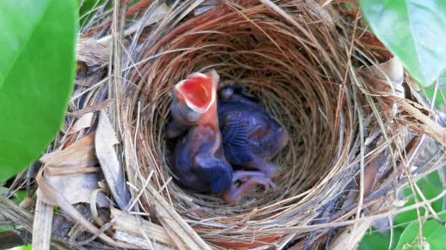 Two baby birds with mouth open waiting for food from their mother.