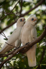 Australian Corella's