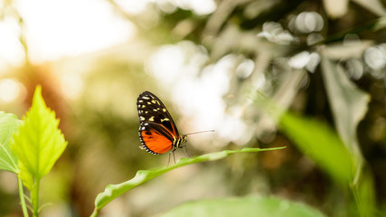 Fototapeta na wymiar Heliconius hecale, A small butterfly with colorful wings sits on a green leaf.