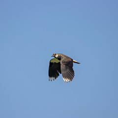   Northern lapwing (Vanellus vanellus) in flight on sky background. 