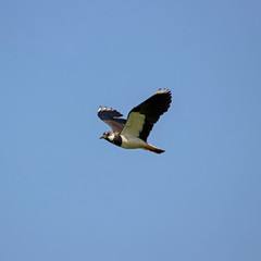   Northern lapwing (Vanellus vanellus) in flight on sky background. 