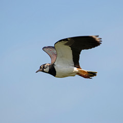   Northern lapwing (Vanellus vanellus) in flight on sky background. 