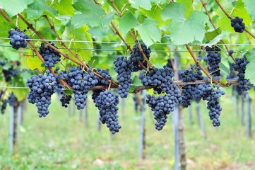 Ripe Pinot Noir grapes in the vineyard - Spätburgunder Trauben im Weinberg