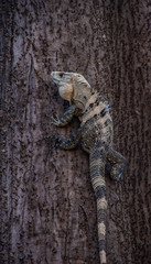 Iguana Resting