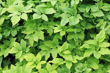 background of green leaves