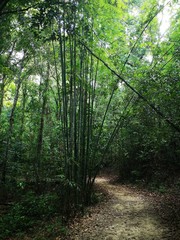 Fototapeta na wymiar Dschungelabenteuer - wandern im tropischen Regenwald, Thailand