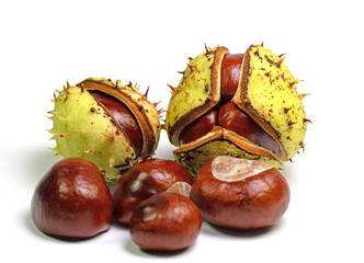 Gewöhnliche Rosskastanien, Aesculus hippocastanum