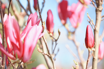 Start blooming magnolia tree. Tender first pink flowers on branches in the garden against a blue...
