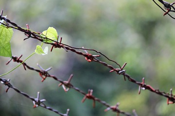 Three rows of barbed wire fence, blurred background
