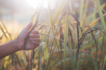Obraz premium Hand tenderly touching young rice in paddy field with sunlight.