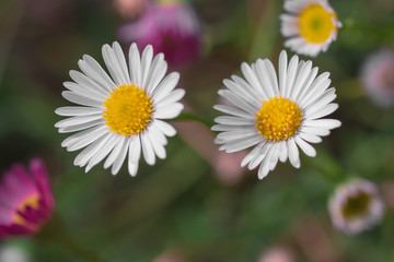 Fototapeta premium Daisies in a field on a green background close-up
