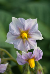 ジャガイモの花薄紫と黄色のハーモニー