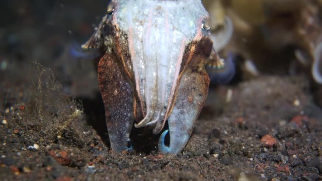 the cuttlefish is trying to scare the diver