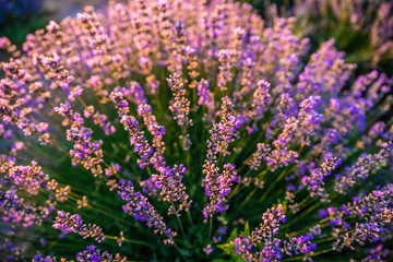 Obraz premium Colorful flowering lavandula or lavender field in the dawn light.