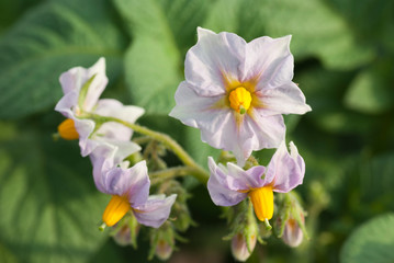 ジャガイモの花薄紫と黄色のハーモニー