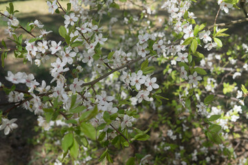 Obraz premium Cherry-plum branches sprinkled with white flowers against the background of spring greenery.