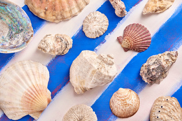 Colorful sea shells of various shapes on a background of blue, white, marine, Greek stripes