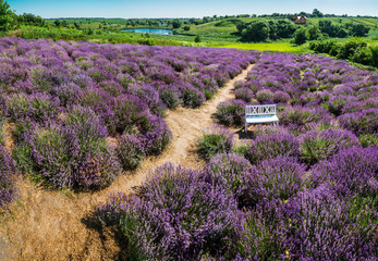 Path between flowering lavender shrubs. Nature background.