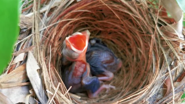 Two baby birds with mouth open waiting for food from their mother.