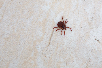 A dangerous parasite and infection carrier mite