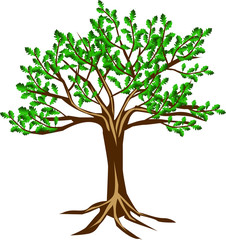 tree oak vector