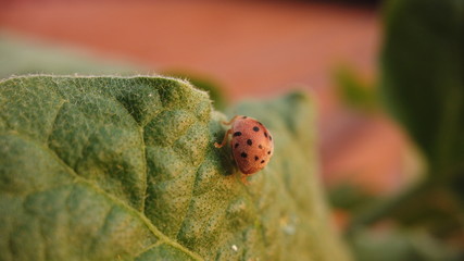 Lady bug on leaf