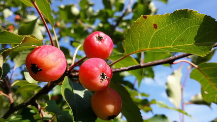 Apples - Steyrling - Austria