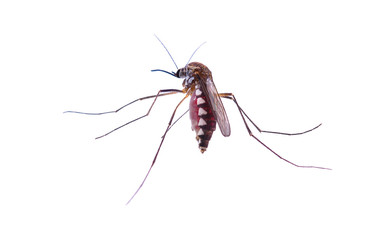 Striped mosquitoes isolated on a white background