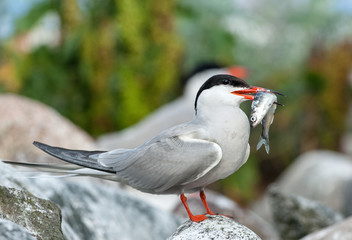 Bird with fish. The Common Tern (Sterna hirundo) is a seabird of the tern family Sternidae.