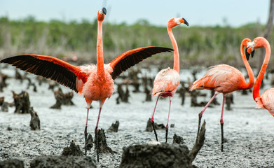 Fototapeta premium Caribbean flamingos ( Phoenicopterus ruber ruber). Rio Maximo, Camaguey, Cuba.