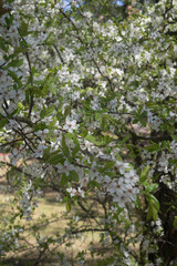 Fototapeta premium Cherry-plum branches sprinkled with white flowers against the background of spring greenery.