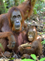 Mother orangutan and cub in a natural habitat. Bornean orangutan (Pongo  pygmaeus wurmbii) in the wild nature. Rainforest of Island Borneo. Indonesia.