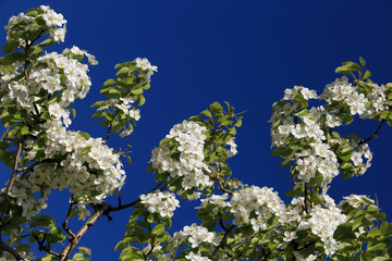 blossoming apple tree branch