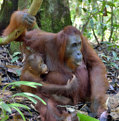 Mother orangutan and cub in a natural habitat. Bornean orangutan (Pongo  pygmaeus wurmbii) in the wild nature. Rainforest of Island Borneo. Indonesia.