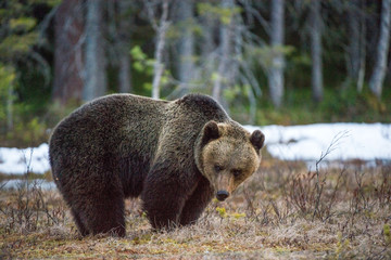Brown Bear (Ursus arctos) on a bog. Spring forest.
