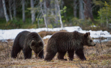 Brown Bears (Ursus arctos). She-bear and Bear-cub on a bog. Spring forest.