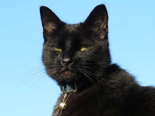 black cat close up