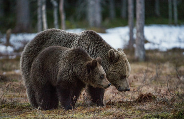 Brown Bears (Ursus arctos). She-bear and Bear-cub on a bog. Spring forest.