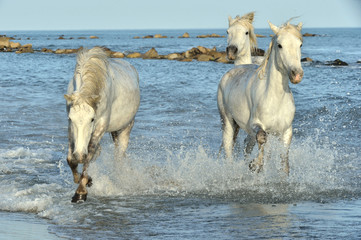 Obraz na płótnie Canvas Herd of White Camargue Horses running on the water .