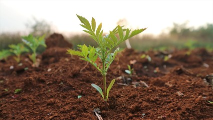 Marigold seedlings