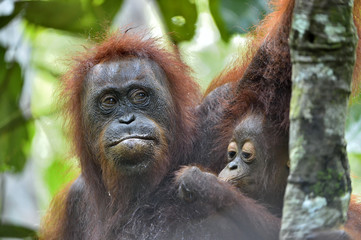 Mother orangutan and cub in a natural habitat. Bornean orangutan (Pongo  pygmaeus wurmbii) in the wild nature. Rainforest of Island Borneo. Indonesia.