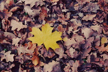 autumn leaves background