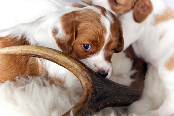 4 wochen alter irish red and white setter welpe