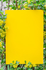 Yellow paper blank between currant branches in blossom. © volff