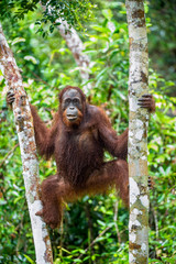 Fototapeta premium Central Bornean orangutan ( Pongo pygmaeus wurmbii ) in natural habitat on the tree. Wild nature in Tropical Rainforest of Borneo.